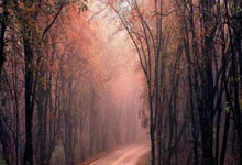 黑白体育：艳福不浅!东契奇被灰熊球员推出边线,摔进美女助教怀中一脸享受.